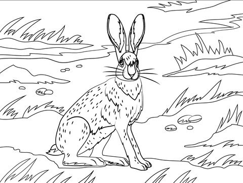 Hispid Hare Coloring Page